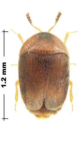 Réf. 266 564 : Sericoderus sp.